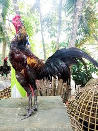 Thai Rooster Ayam Jantan Ayam Ayam Thailand