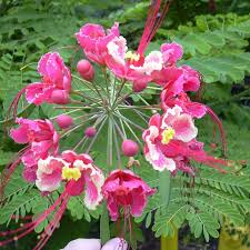 Image result for Caesalpinia rubra
