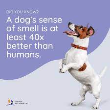 Seven Hills Pet Hospital - Home Facebook