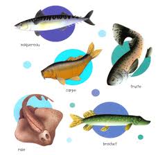 Maybe you would like to learn more about one of these? Poissons D Eau De Mer Et Poissons D Eau Douce Assistance Scolaire Personnalisee Et Gratuite Asp