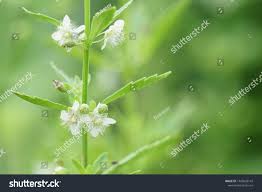 Image result for Scoparia dulcis