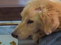 A study of 25 breeds of dog, published in plos genetics, has identified three genes linked with a severe type of brain tumour known as glioma. 9 Most Common Neurological Problems In Dogs Dogs Tumors On Dogs Brain Tumor Symptoms
