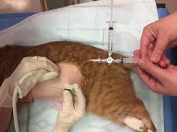 She has worked at the same animal clinic in her hometown for. Feline Ureteral Obstructions Part 1 Medical Management Clarke 2018 Journal Of Small Animal Practice Wiley Online Library
