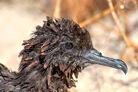 Image result for Pisonia