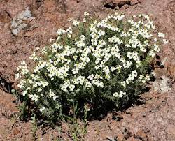 Most of the sonoran desert has passed 100 days without measurable rain. Desert Flower Names Zinnia Acerosa Desert Zinnia Wild Zinnia Spinyleaf Zinnia White Zinnias Xeriscape Plants Arizona Wildflowers