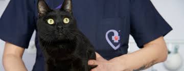 From their raging superiority complexes to their hilarious expressions and antics, our feline friends are masters at cracking us up in person and through a screen! Handling Of Cats Cat Friendly Clinic