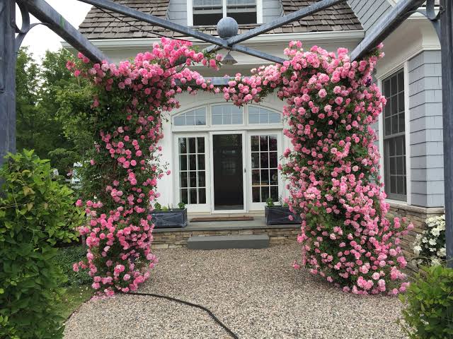 June gardens | Deborah Silver & Co.