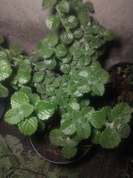 Image result for Coleus cylindraceus