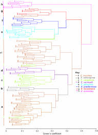 Image result for Emilia caespitosa