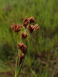 Image result for Rhynchospora gracillima