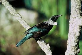 Die beiden hauptinseln sind in 24 regions unterteilt. Tui Vogelart Wikipedia