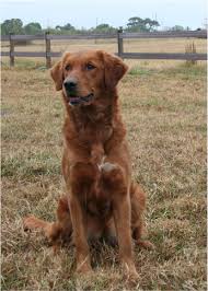 Golden retriever puppies mn cheap. Thunderstruck Retrievers Golden Retriever Puppies In Minnesota Golden Retriever Breeders Litter Retriever Puppy Red Retriever Puppy Red Golden Retriever Puppy