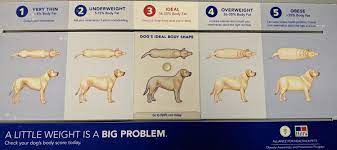 Highland pet hospital and wellness center. Highland Pet Hospital And Wellness Center Blog