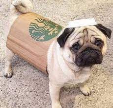9 Best Last Minute Diy Dog Halloween Costumes Funnypuppycostumes Cute Dog Halloween Costumes Dog Halloween Costumes Funny Dog Halloween Costumes