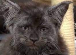 kotenok mejn kun s chelovecheskim licom iz lyuberec pugaet socseti cats animals
