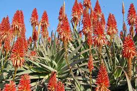 The spiky green, serrated leaves have white specks and the plant produces tubular flowers. How To Grow And Care For Aloe Vera Gardener S Path