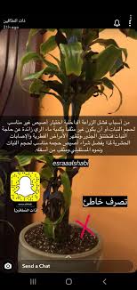 Pin By Afsh On نباتاتي الداخلية Indoor Plants In 2020 Planting Herbs Growing Plants Vegetable Garden Design