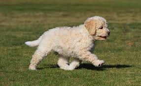 Check spelling or type a new query. Lagotto Romagnolo Detailed Guidelines Recommendations From Experts