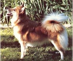 Icelandic sheepdog book for care, cos. Iceland Sheepdog Dogs For Adoption In Usa Page 1 10 Per Page Puppyfinder Com