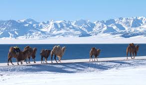 赛里木湖的冬天_图说伊宁