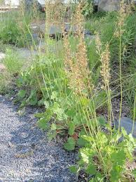 This Is An Underappreciated Native Plant Heuchera Richardsonii This Is Planted At The Edge Of A Raingarden Planting At Highpoi Plants Heuchera Native Plants