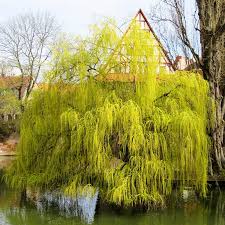 Buy Tulip Poplar Trees Online at Ty Ty Plant Nursery LLC