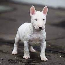 Bull Terrier Puppy Bull Terrier Dog Bull Terrier Mini Bull Terriers