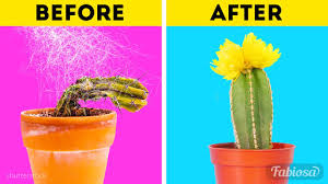 Now might be a good time to bareroot trees can be finicky. How To Replant Cactus Basic Gardening Tips On Growing A Cactus Plant At Home Youtube