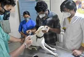 We are not a replacement for your veterinarian and we recommend establishing a relationship with your pet and a local clinic. Kochiites Pet Love Leads To Rising Demand Kochi News Times Of India