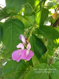 Image result for Canavalia gladiata