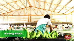 El superlíder brasil y el renacido ecuador cierran este viernes la séptima fecha del clasificatorio sudamericano para el mundial catar 2022. Bananas Fresh Del Monte