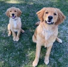But as he called for the pup, six more puppies came running toward him seemingly out of nowhere! 11 Best Golden Retriever Breeders In New Hampshire 2021 We Love Doodles