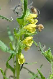 Image result for Hedbergia