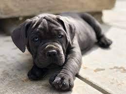 Blue Male Cane Corso Puppy For Sale In Bakersfield Ca Canecorso Canecorsopuppies Canecorsopuppiesforsale Puppies For Sale Puppies Cane Corso