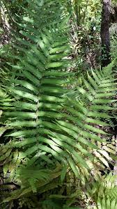 Image result for Christella friesii