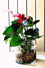 The flower expert recommendations for seeds, bouquets and more. Aqua Roots Photograph By Lynne Iddon