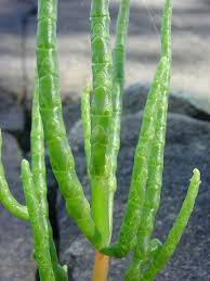 Image result for Salicornia perrieri