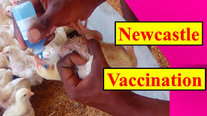 This type of vaccine is often called a leaky vaccine. Newcastle Disease Vaccination In Poultry Eye Drop Method Episode 16 Youtube