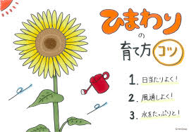 ひまわりの育て方 種まきや苗の植え方 鉢植えで栽培するコツは Horti ホルティ By Greensnap