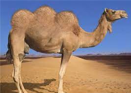 A foolish or contemptible person. The Z Word On Twitter Pregnant Camel Https T Co M8xno0r4zu