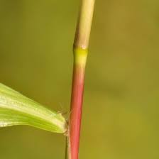 Image result for Microstegium