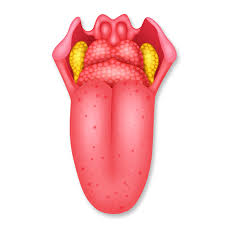 Pickel auf der zunge ursache pustel, aphthe oder pickel auf der zunge? Was Deine Zunge Uber Deine Gesundheit Verrat Wunderweib
