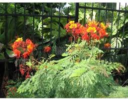 Image result for Caesalpinia rostrata