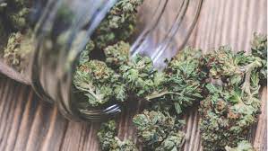 Cbd öl schweiz das solltest du unbedingt wissen alles was du über den konsum wissen solltest. Cbd Hanf Die 10 Wichtigsten Fakten Uber Das Legale Cannabis
