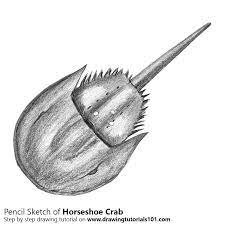 How to draw a crab (for young artists). Horseshoe Crab Pencil Drawing How To Sketch Horseshoe Crab Using Pencils Drawingtutorials101 Com