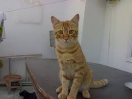 Check spelling or type a new query. Bengal Tabby Cat Hyper