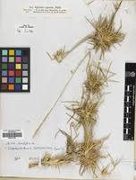 Image result for Sporobolus spicatus