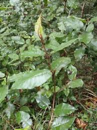 Image result for Trichocladus