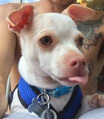 I Love Taco Baby Boy Pitbulls Animals