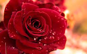 Colors Wallpaper Beautiful Red Rose Wallpaper Beautiful Red Roses Red Roses Beautiful Roses